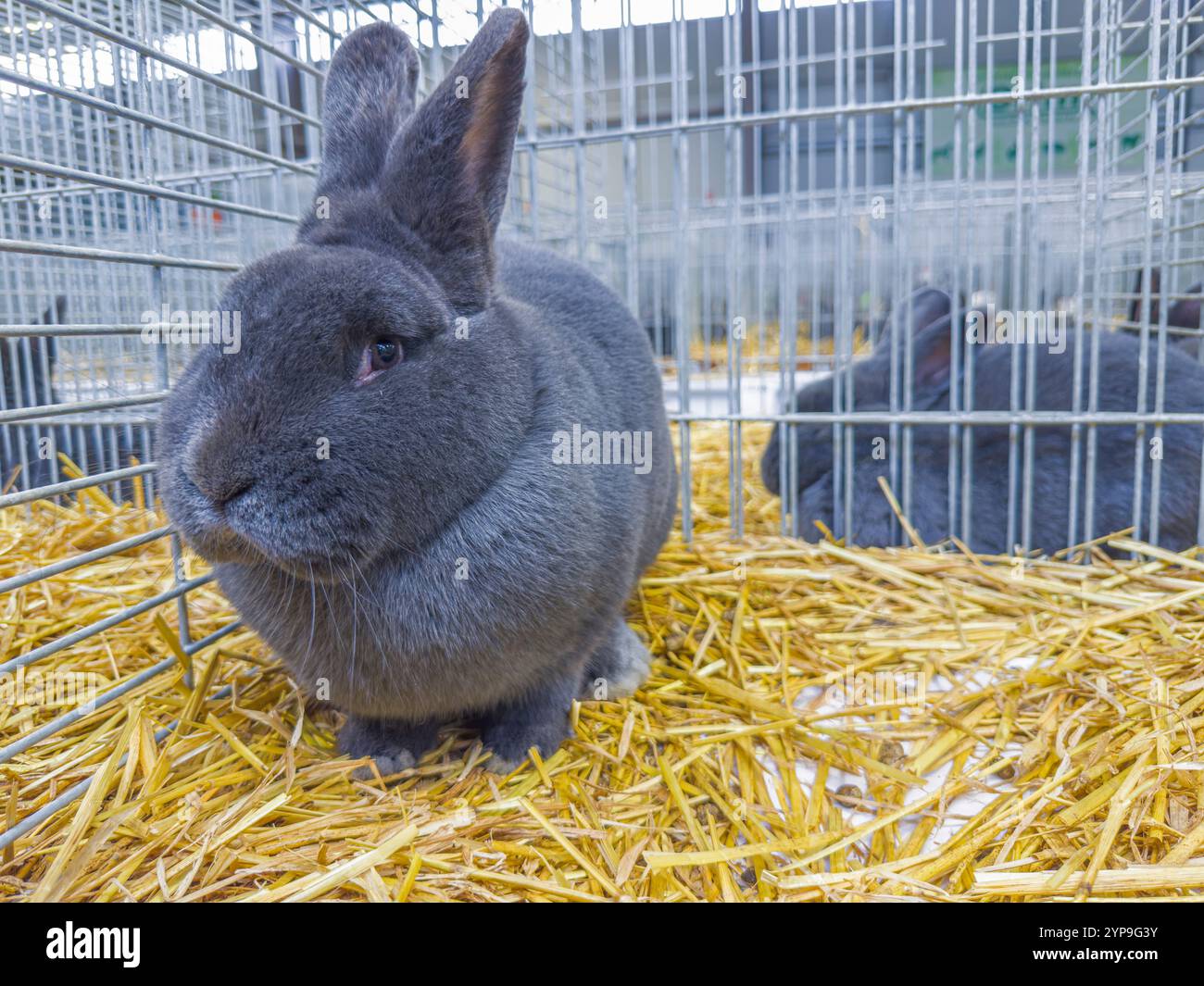 Lapin bleu de Vienne à l'exposition nationale des animaux d'élevage élevage élevage 2024 à Lysa nad Labem, région de Bohême centrale, République tchèque, Nove Banque D'Images