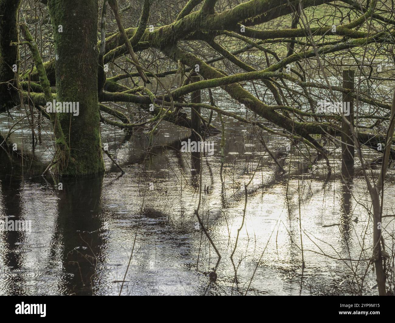 Arbre poussant dans un champ inondé avec des branches dépourvues de feuilles en hiver créant une scène sombre et sombre. Banque D'Images