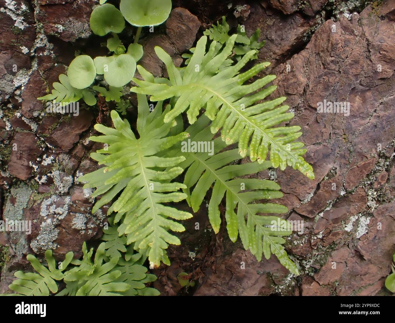 Polypodie australe (Polypodium cambricum) Banque D'Images