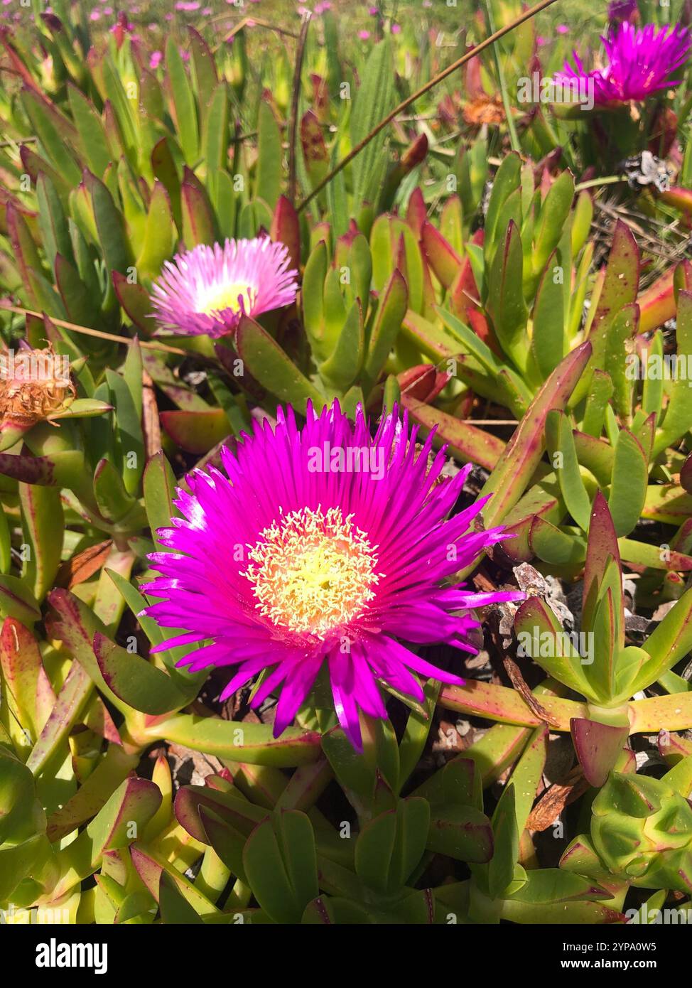 Figue chilienne (Carpobrotus chilensis) Banque D'Images