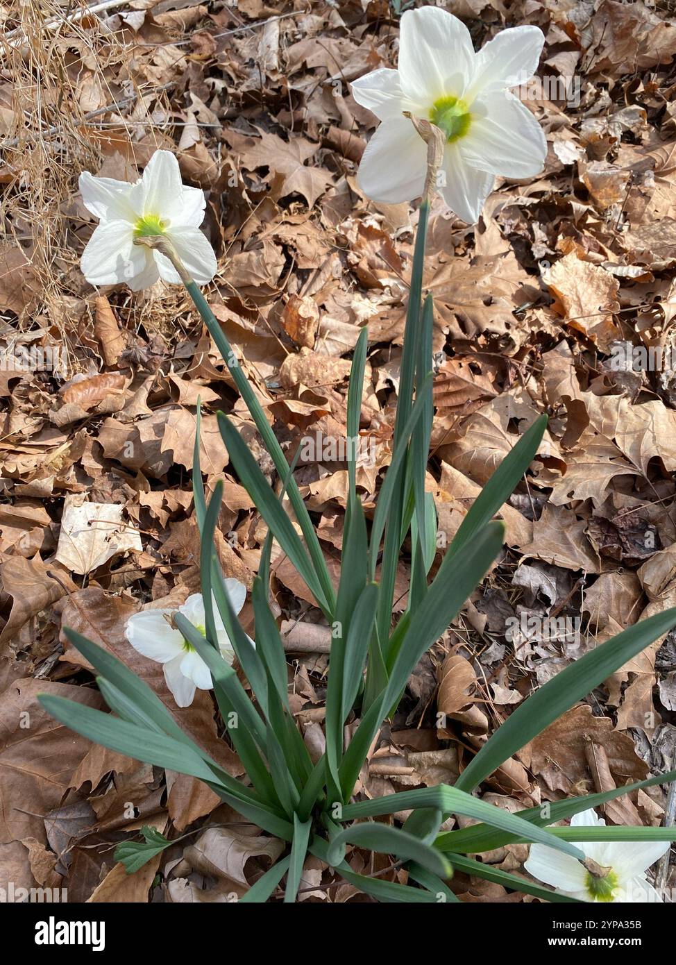 Nonesuque jonquille (Narcissus × incomparabilis) Banque D'Images