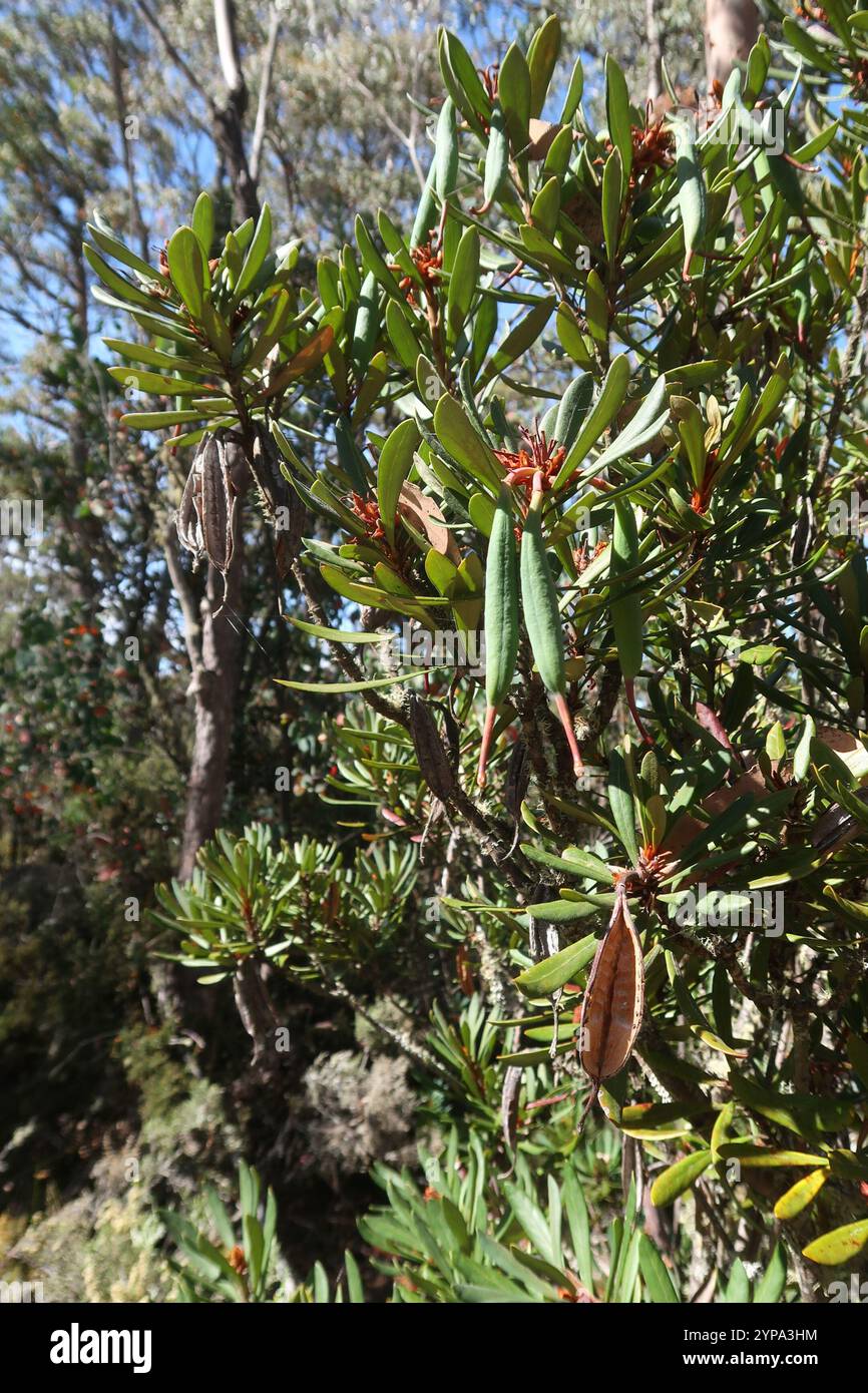 Waratah de Tasmanie (Telopea truncata) Banque D'Images