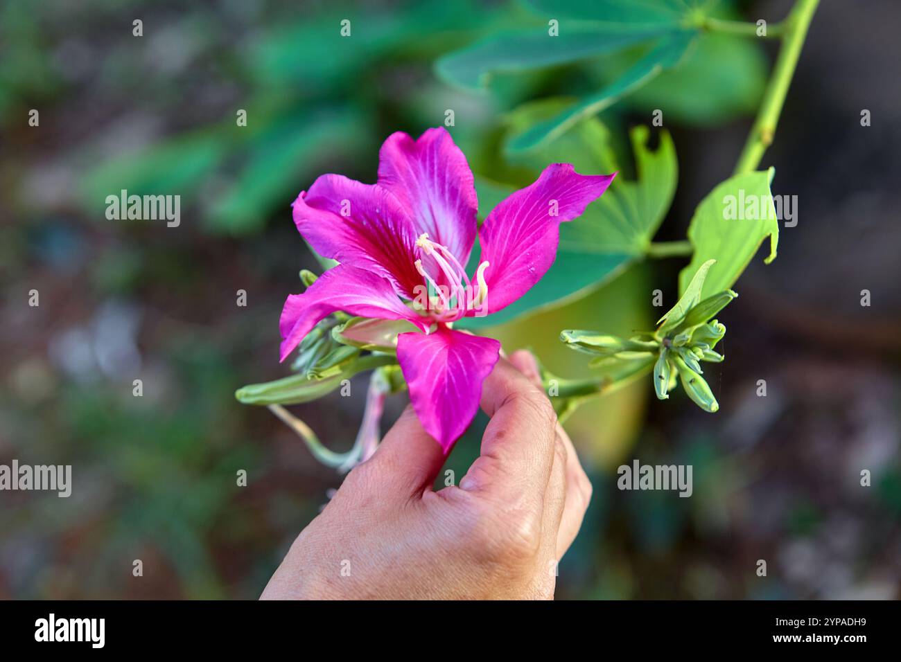 Vue rapprochée de la main de femme tenant Purple Orchid Tree Banque D'Images