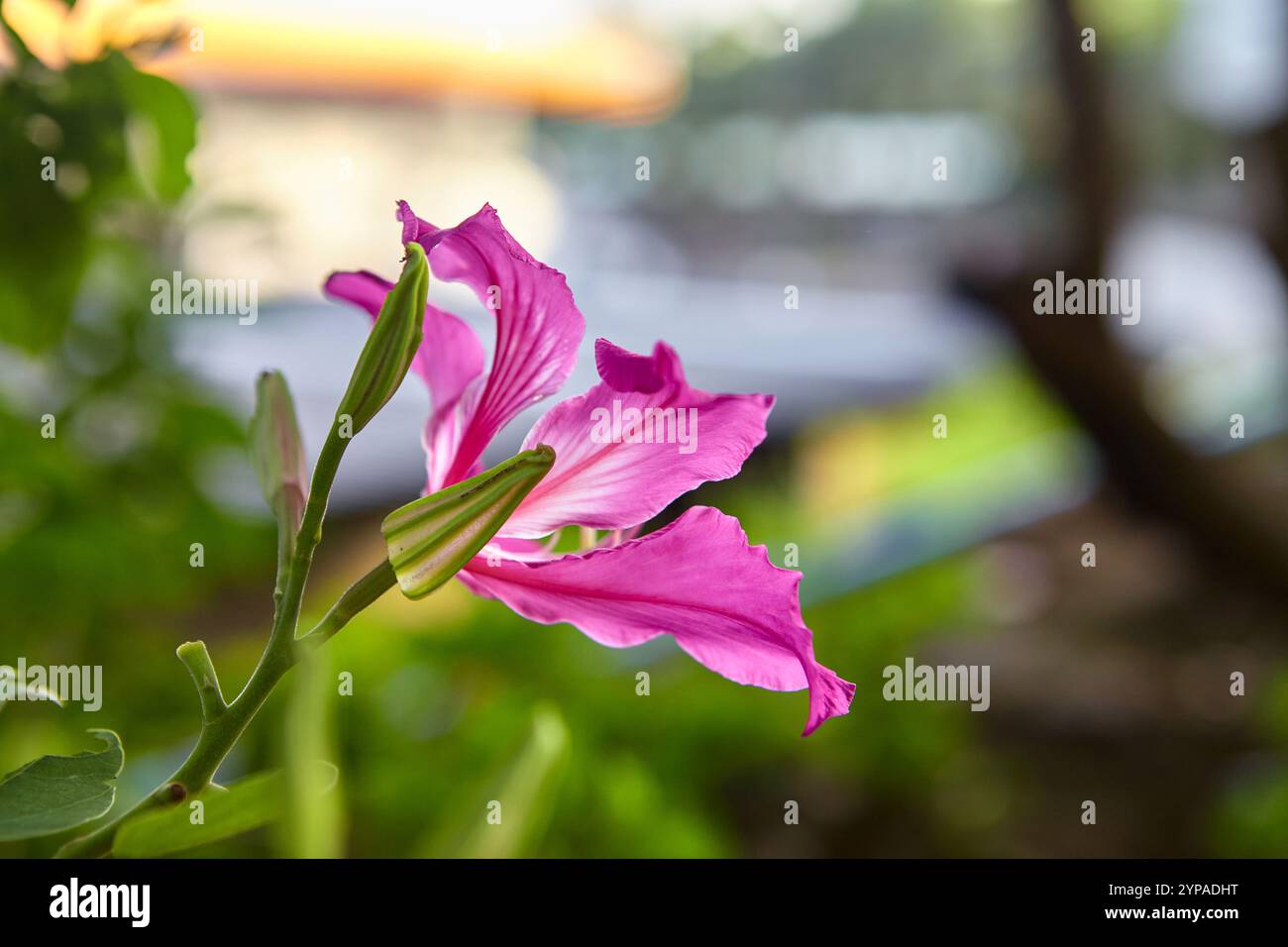 Vue rapprochée de Purple Orchid Tree florissant sur la branche Banque D'Images