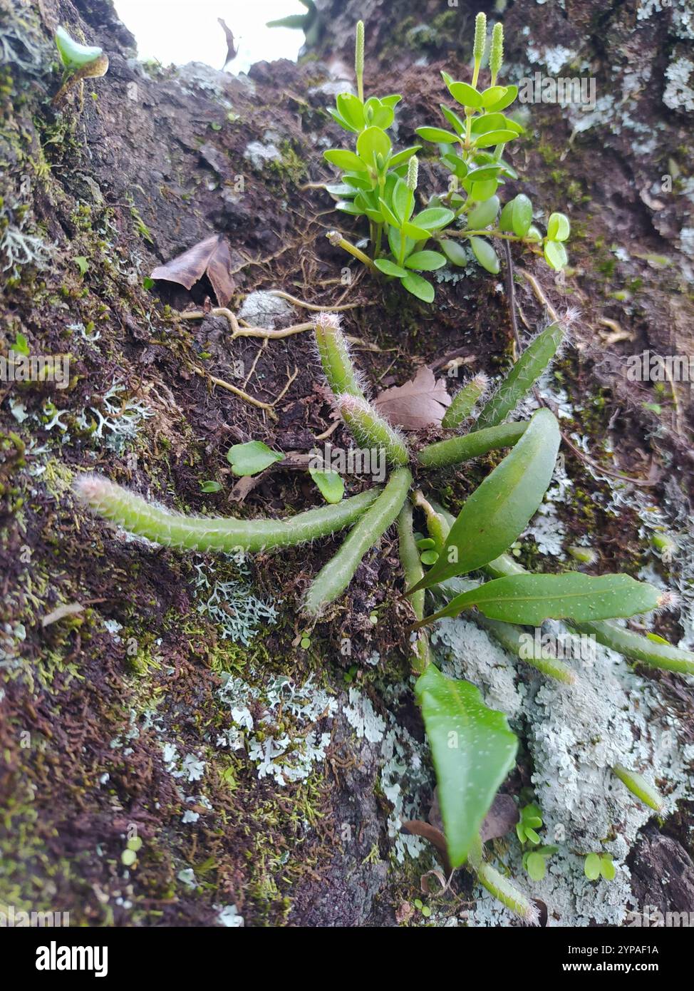 Cactus de gui (Rhipsalis baccifera) Banque D'Images