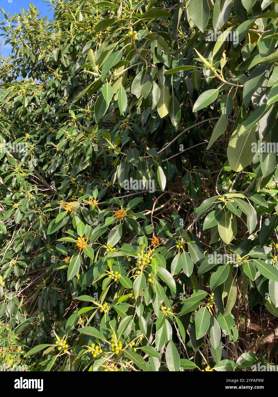Figue de Port Jackson (Ficus rubiginosa) Banque D'Images