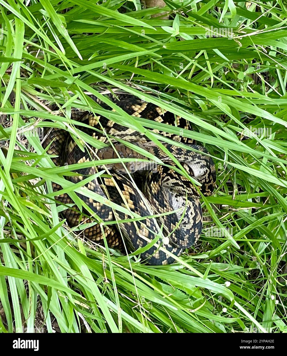 Australian Scrub Python (Simalia kinghorni) Banque D'Images