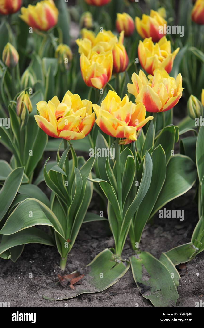 Jaune et rouge Double tulipes tardives (Tulipa) Ophelia avec des feuilles variégées fleurissent dans un jardin en avril Banque D'Images