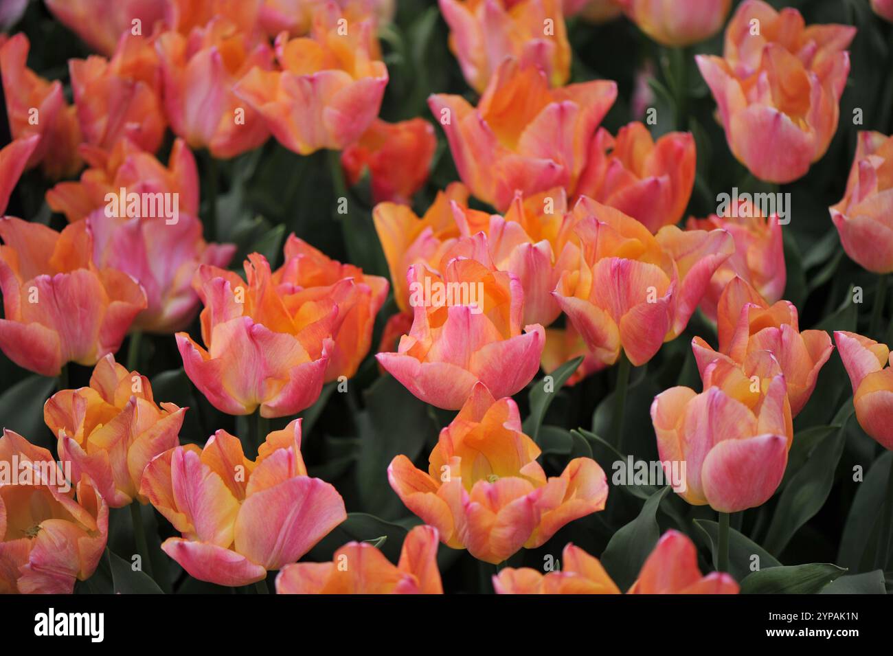Orange Triumph Tulips (Tulipa) Passio Sweet Blood dans un jardin en avril Banque D'Images