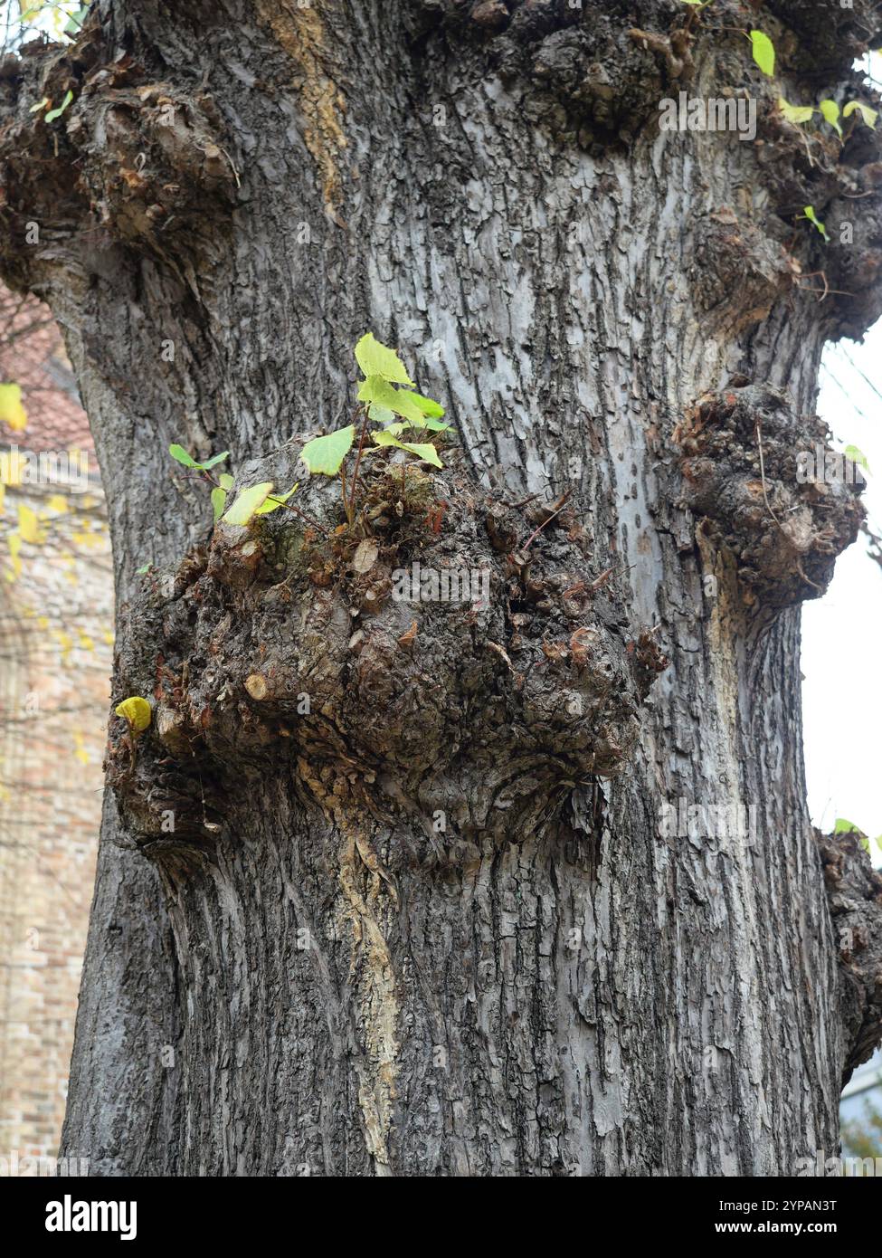 Croissance - tilleul avec ronce - Un tilleul pollinisé avec de grandes excroissances où les branches sont raccourcies. Banque D'Images