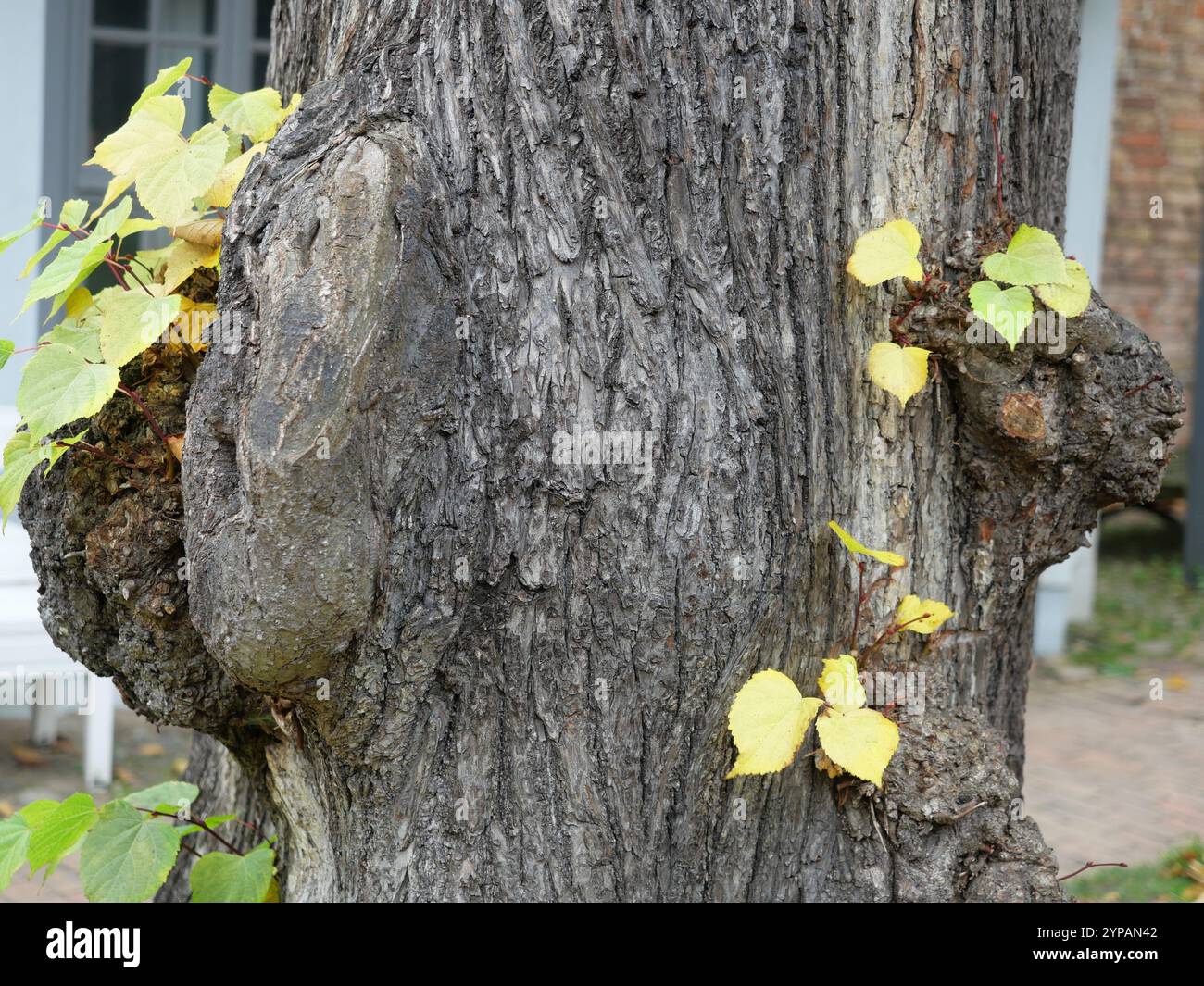 Croissance - tilleul avec ronce - Un tilleul pollinisé avec de grandes excroissances où les branches sont raccourcies. Banque D'Images