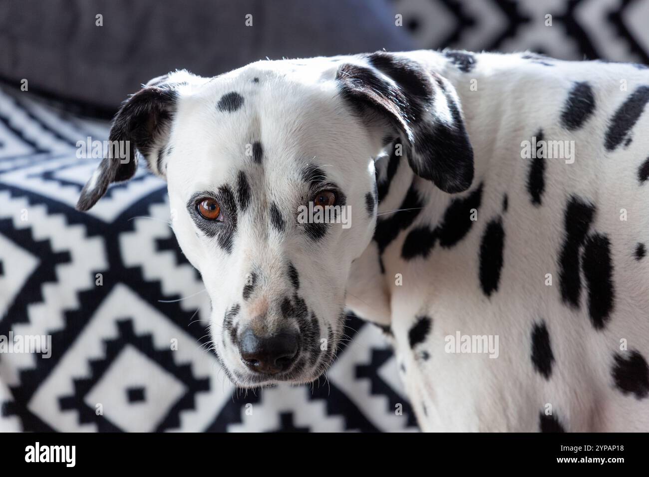 Chien dalmate sur fond noir et blanc Banque D'Images