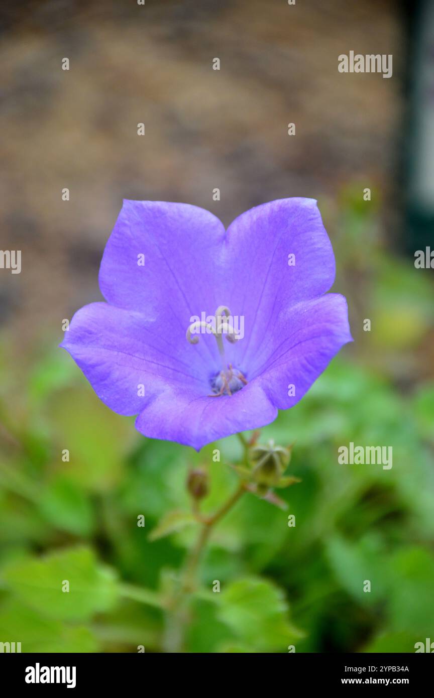 Petite fleur solitaire Blue Campanula Carpatica 'Blue Uniform' cultivée dans la maison alpine au RHS Garden Harlow Carr, Harrogate, Yorkshire, Angleterre, Royaume-Uni. Banque D'Images