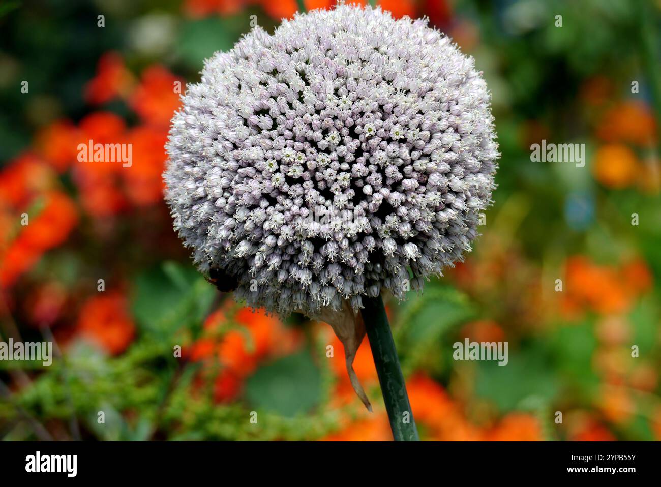 Allium Cepa (Aggregatum Group) 'Red Sun' Shallot Onion Seed Head cultivé dans le potager de RHS Garden Harlow Carr, Harrogate, Yorkshire. ROYAUME-UNI. Banque D'Images