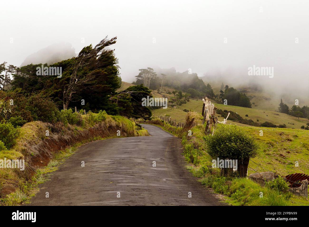 Une route mystique disparaît dans le brouillard, entourée par la verdure luxuriante de Sainte-Hélène, évoquant un sentiment d’aventure et de sérénité. Banque D'Images