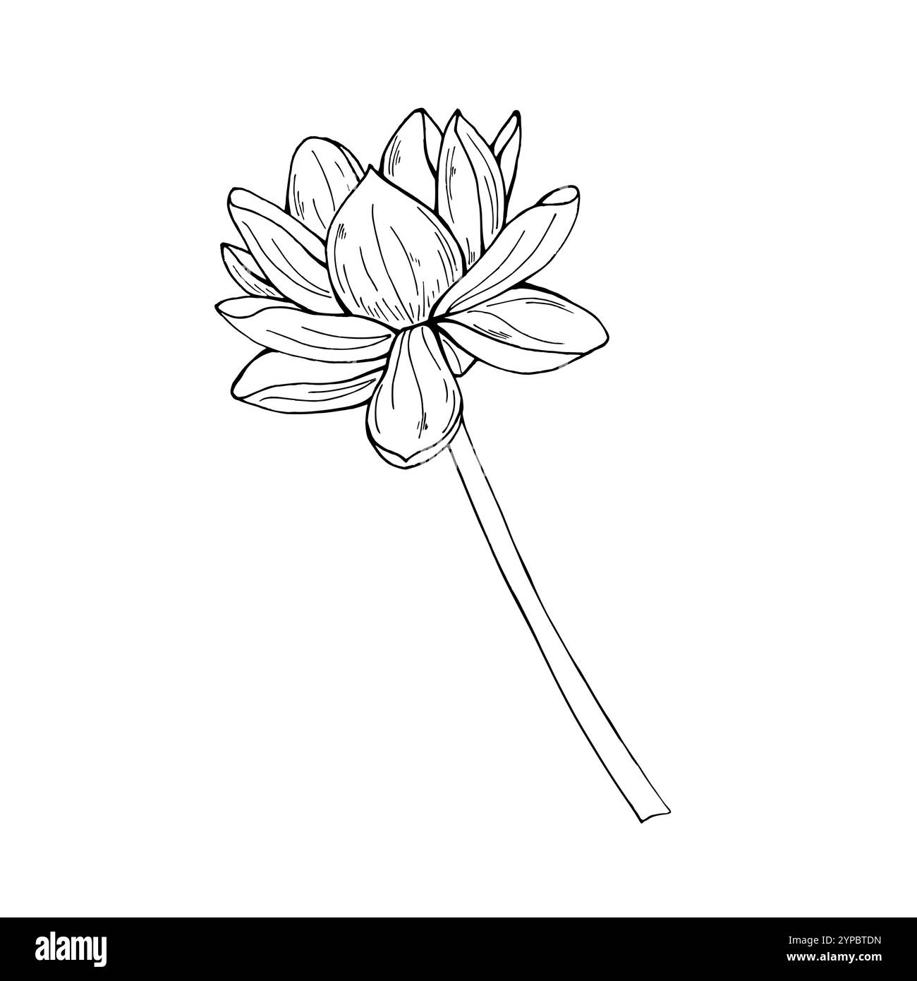 Monochrome unique illustration vectorielle aqua lotus tropicale peinte par des encres noires. Dessin noir et blanc de fleur éponge fleurie sur tige. Illustration de Vecteur