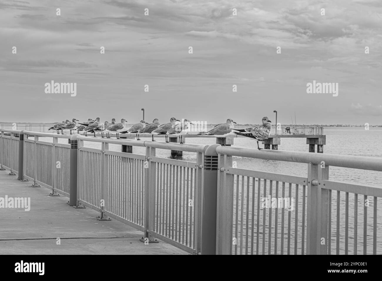 Les goélands de mer sont perchés sur la balustrade de la jetée avec un ciel couvert Banque D'Images Les goélands de mer sont perchés sur la balustrade de la jetée avec un ciel couvert Banque D'Images