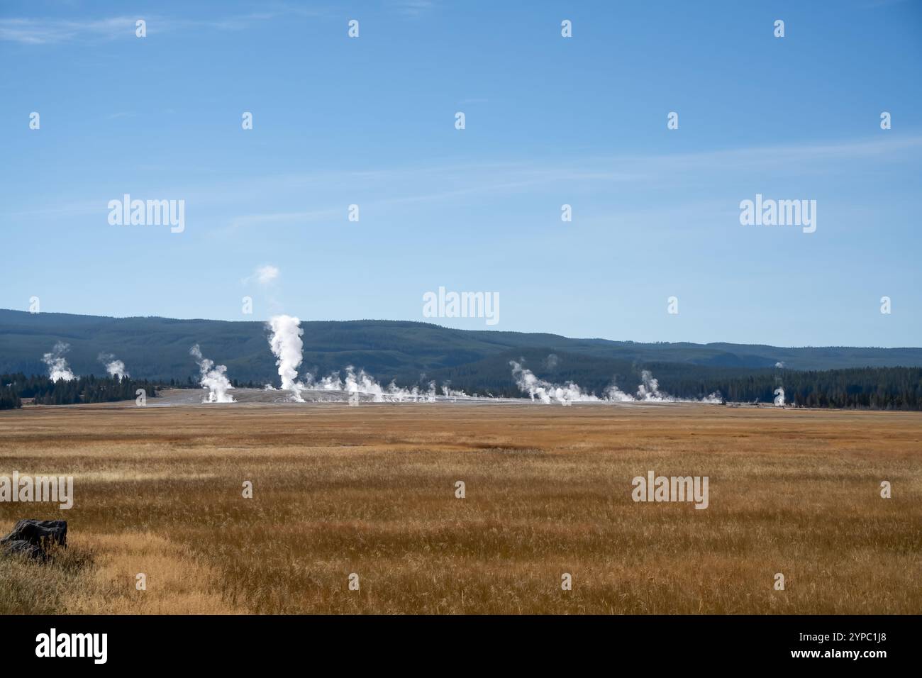 Une source de geyser active avec une décharge intermittente d'eau éjectée turbulemment et accompagnée de vapeur, parc national de Yellowstone, États-Unis Banque D'Images