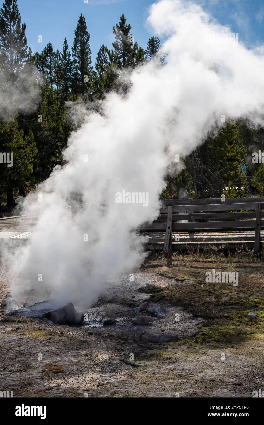 Une source de geyser active avec une décharge intermittente d'eau éjectée turbulemment et accompagnée de vapeur, parc national de Yellowstone, États-Unis Banque D'Images