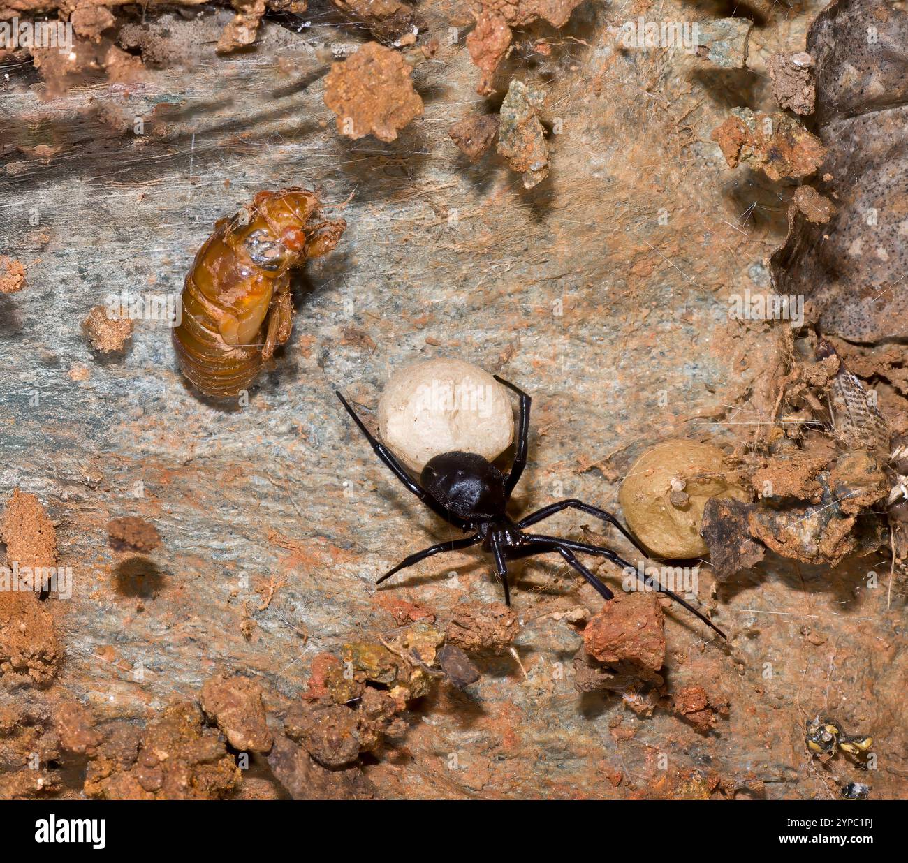 Repaire d'araignée veuve noire femelle du sud (Latrodectus mactans) sur la face inférieure d'un rocher plat. L'araignée garde son sac à oeufs. Un périodi paralysé Banque D'Images