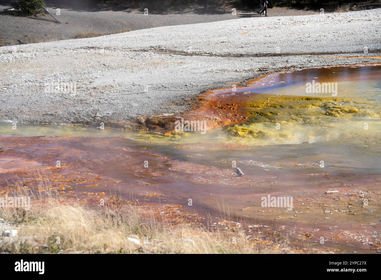 Une source de geyser active avec une décharge intermittente d'eau éjectée turbulemment et accompagnée de vapeur, parc national de Yellowstone, États-Unis Banque D'Images