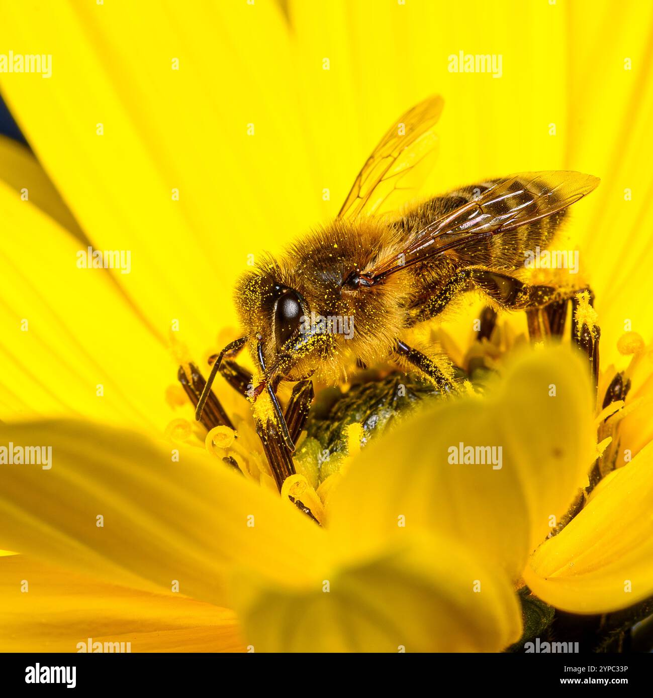 Abeille à miel Banque D'Images