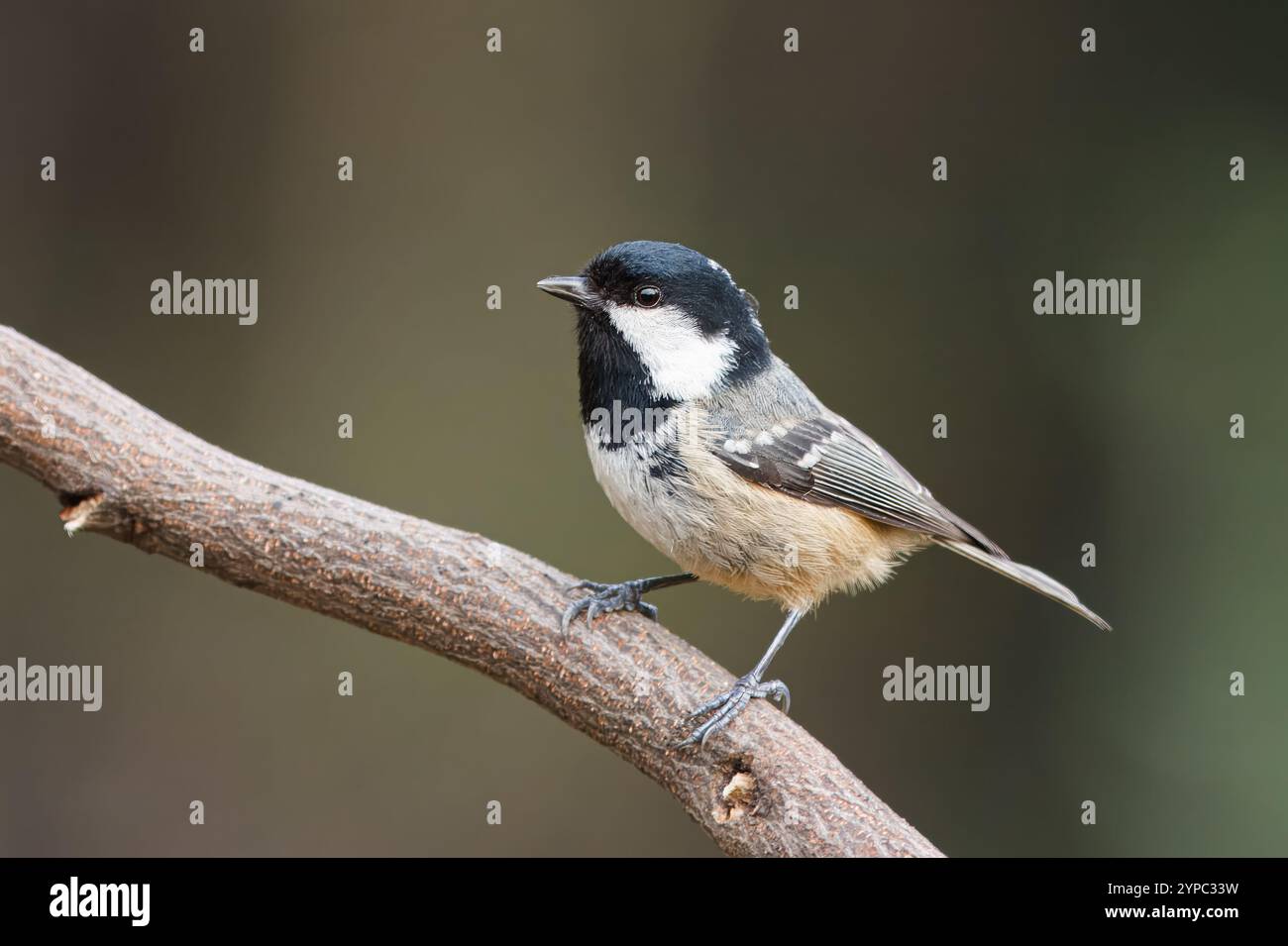 Charbon de bois tit avec le nom scientifique de (Periparus ater). Petit oiseau à tête noire, très commun dans les forêts de pins, perché sur une branche. Banque D'Images