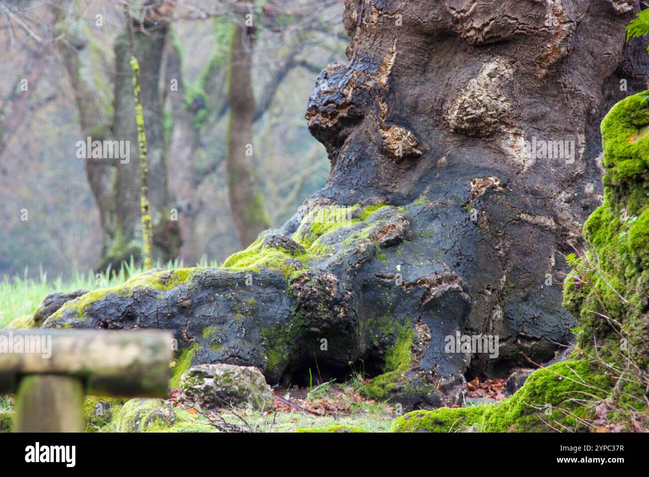Tronc d'un très vieil arbre. Forêt dans laquelle vous pouvez voir une partie d'un vieil arbre avec plus d'arbres en arrière-plan. Banque D'Images
