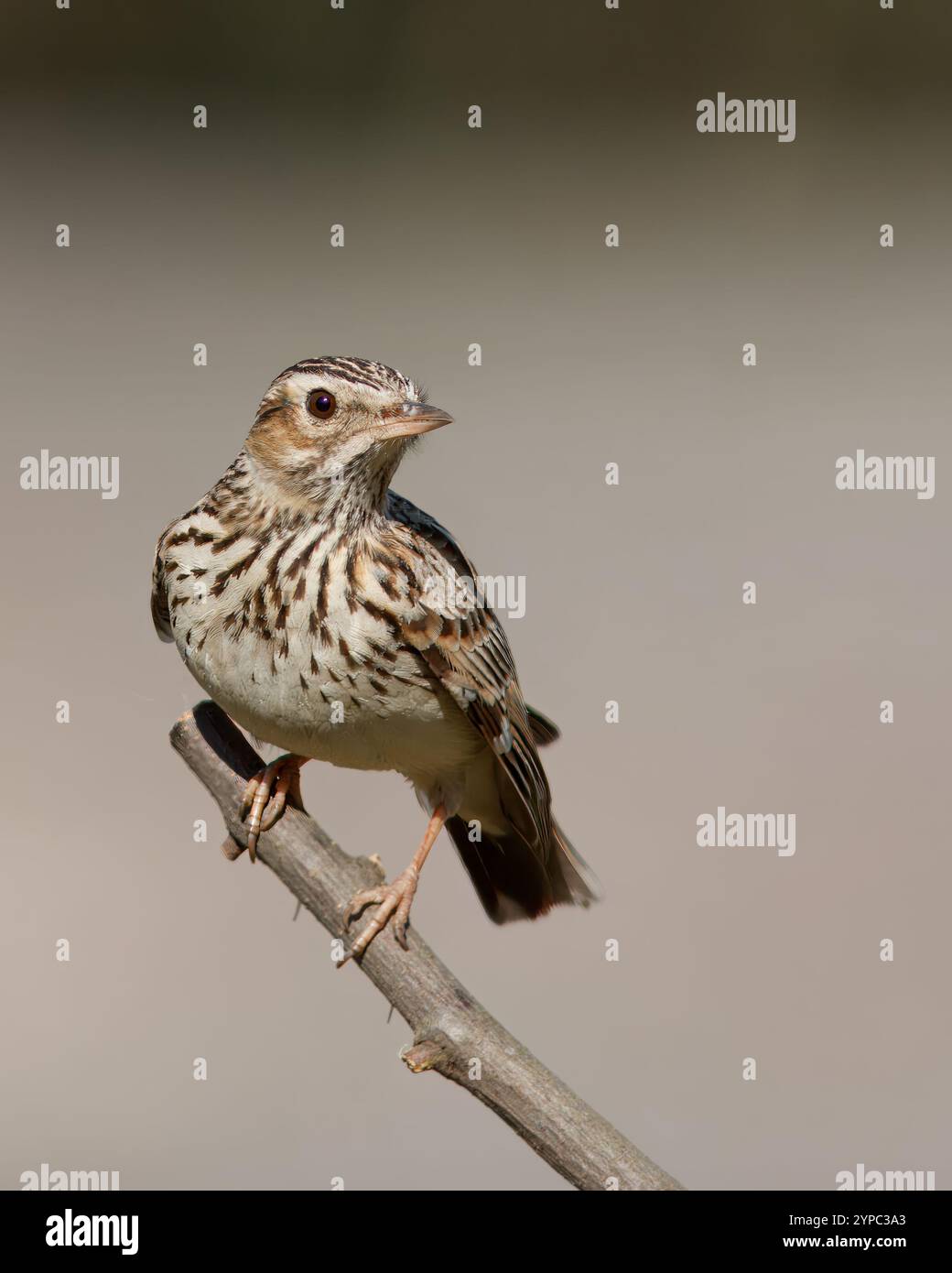 Alouette d'arbre avec le nom scientifique de (Lullula arborea). Louk perché sur une branche regardant vers l'avant, arrière-plan neutre. Banque D'Images