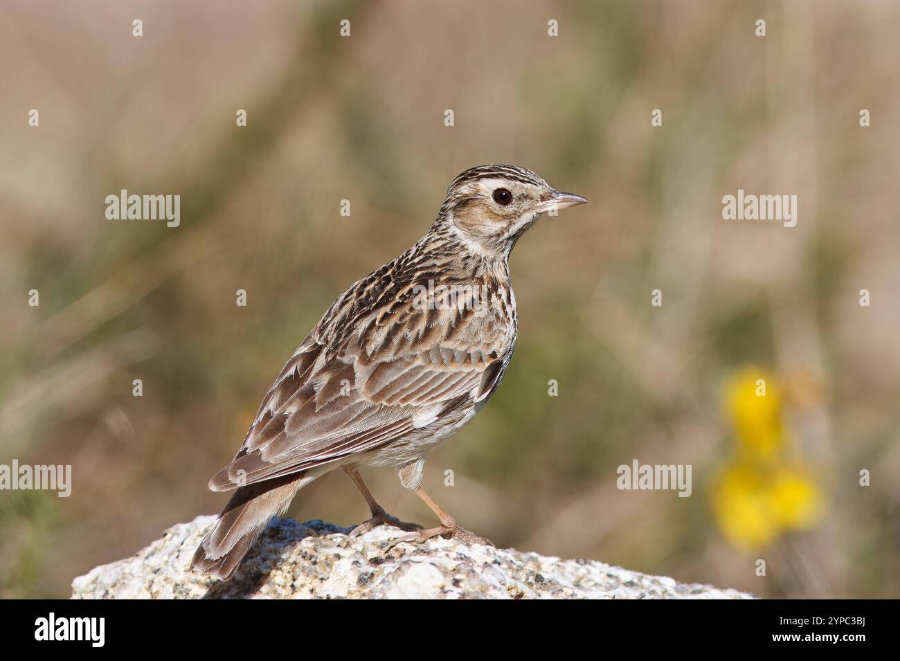 Alouette d'arbre avec le nom scientifique de (Lullula arborea). Oiseau perché sur un rocher au sol. Banque D'Images