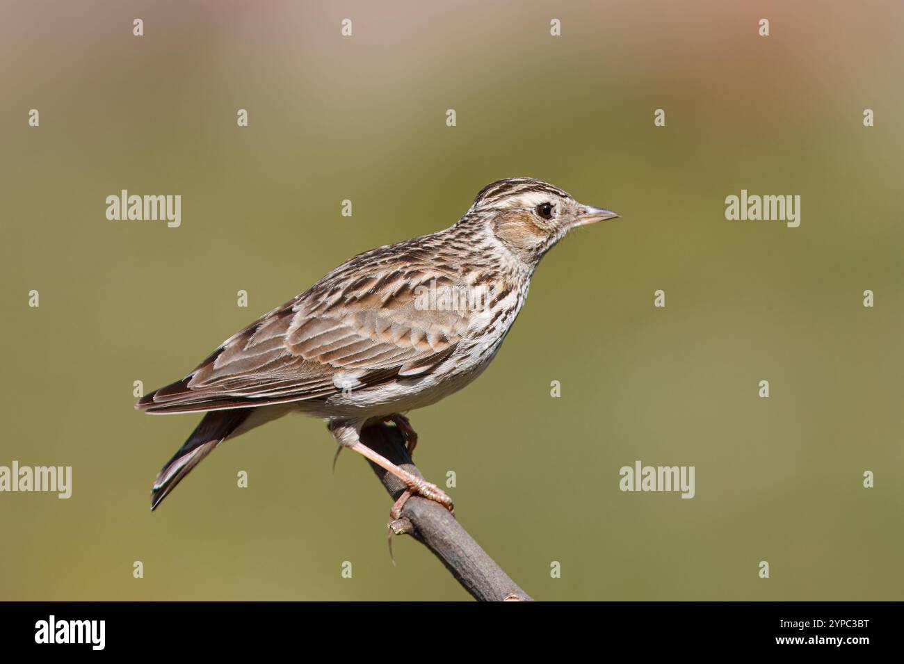 Alouette d'arbre avec le nom scientifique de (Lullula arborea). Alouette perchée sur une branche regardant le photographe, fond neutre. Banque D'Images
