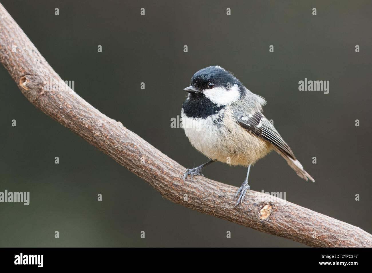Charbon de bois tit avec le nom scientifique de (Periparus ater). Petit oiseau à tête noire, très commun dans les forêts de pins, perché sur une branche. Banque D'Images