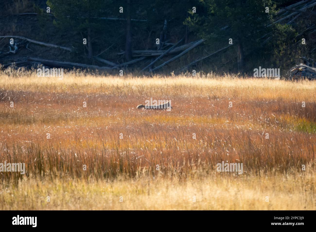 Le coyote sauvage (Canis latrans), également connu sous le nom de chacal américain, loup des prairies, ou loup des broussailles chassant les proies parmi les hautes herbes d'automne, Wyoming États-Unis Banque D'Images