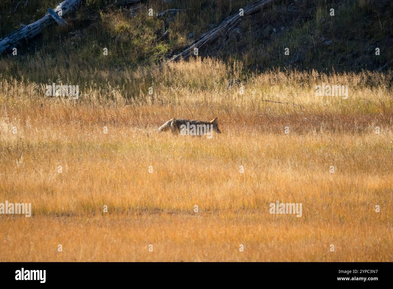 Le coyote sauvage (Canis latrans), également connu sous le nom de chacal américain, loup des prairies, ou loup des broussailles chassant les proies parmi les hautes herbes d'automne, Wyoming États-Unis Banque D'Images