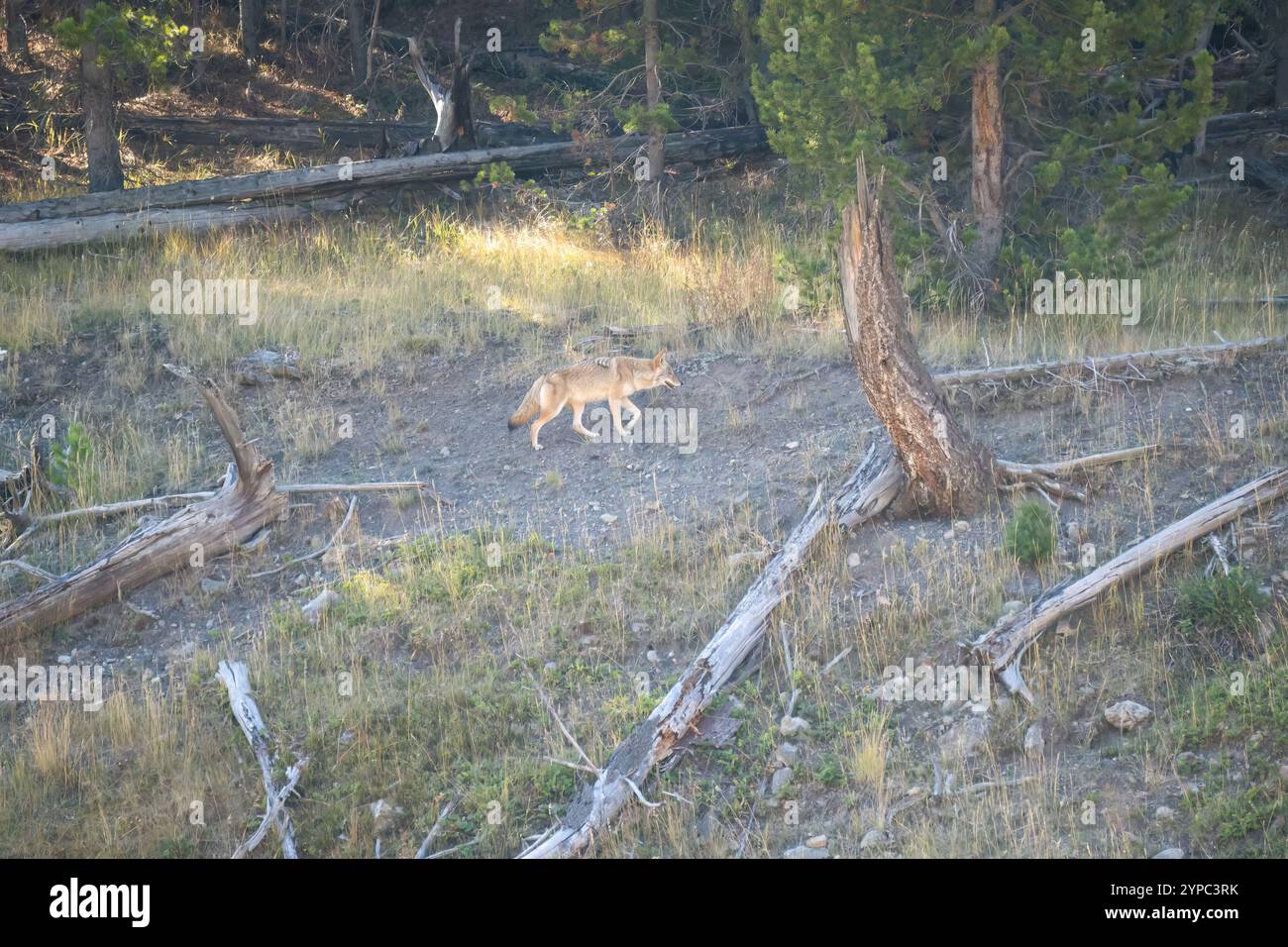 Le coyote sauvage (Canis latrans), également connu sous le nom de chacal américain, loup des prairies, ou loup des broussailles chassant les proies parmi les hautes herbes d'automne, Wyoming États-Unis Banque D'Images