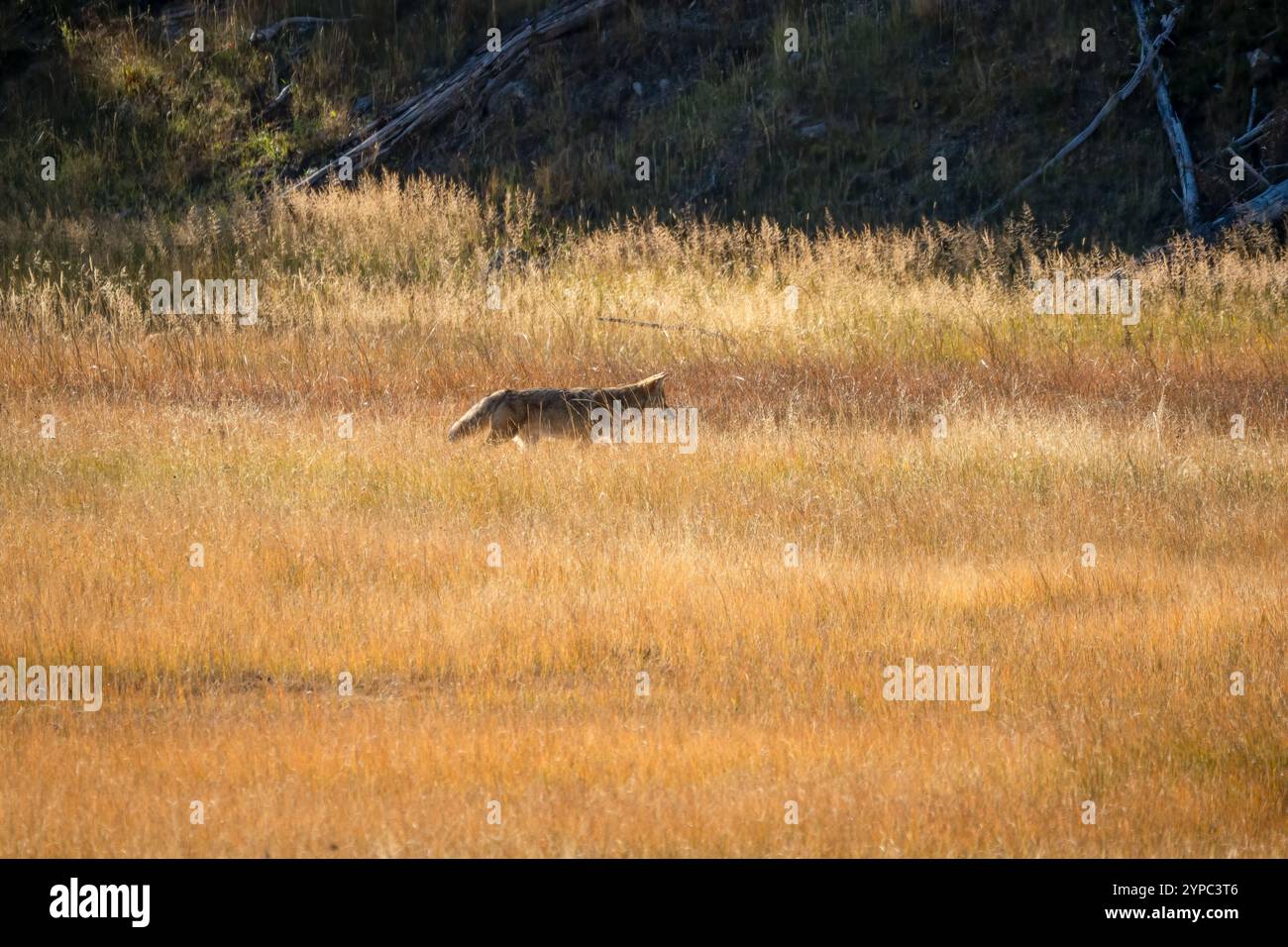 Le coyote sauvage (Canis latrans), également connu sous le nom de chacal américain, loup des prairies, ou loup des broussailles chassant les proies parmi les hautes herbes d'automne, Wyoming États-Unis Banque D'Images