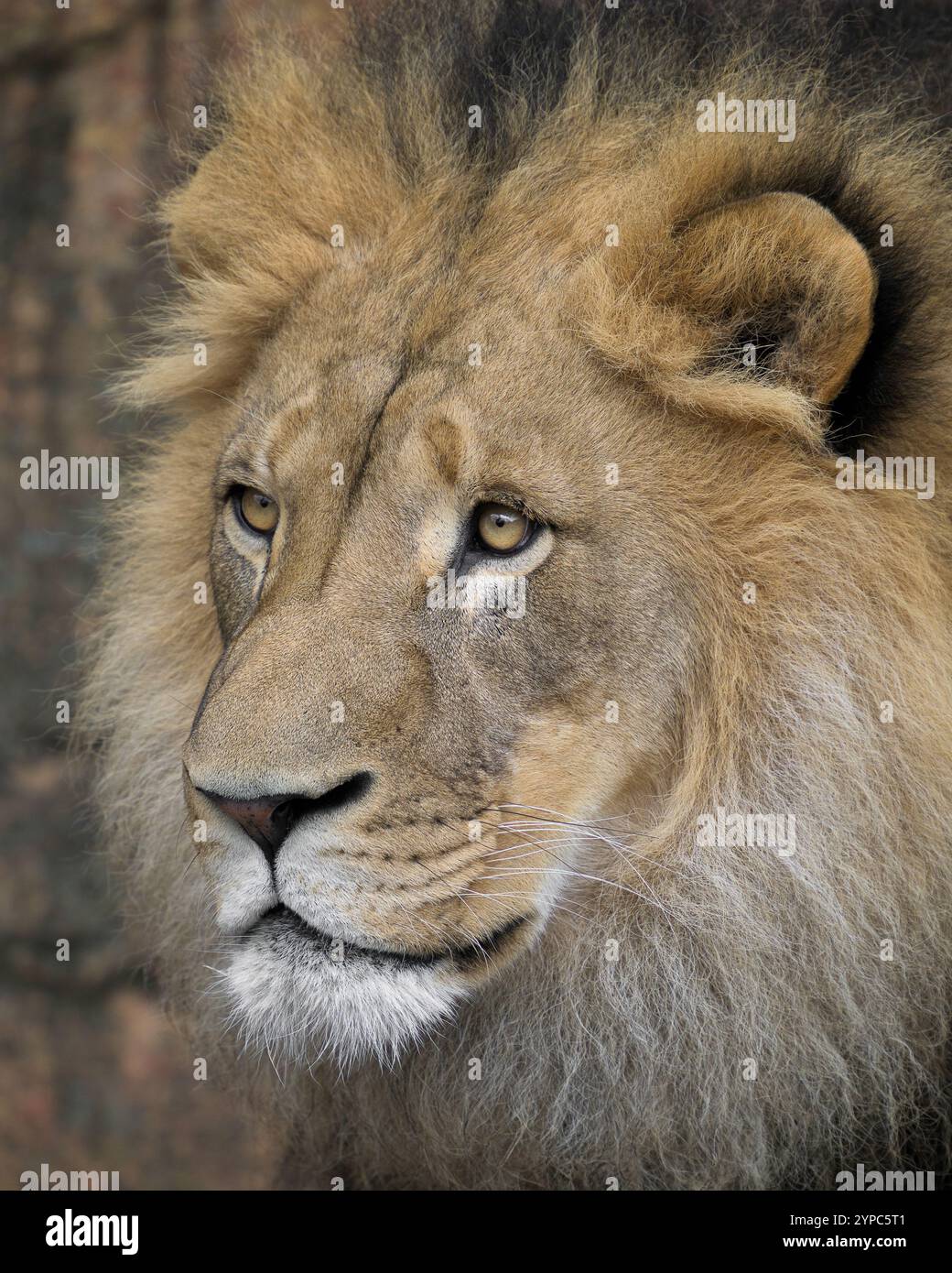 Portrait gros plan du lion africain mâle Banque D'Images