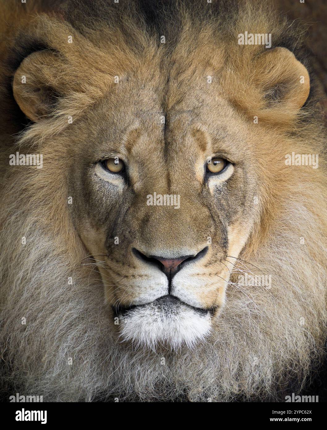 Portrait gros plan du lion africain mâle Banque D'Images
