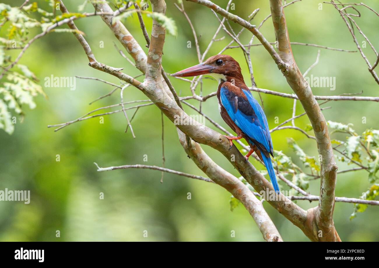 kingfisher à gorge blanche (Halcyon smyrnensis), Gardens by the Bay, Singapour Banque D'Images
