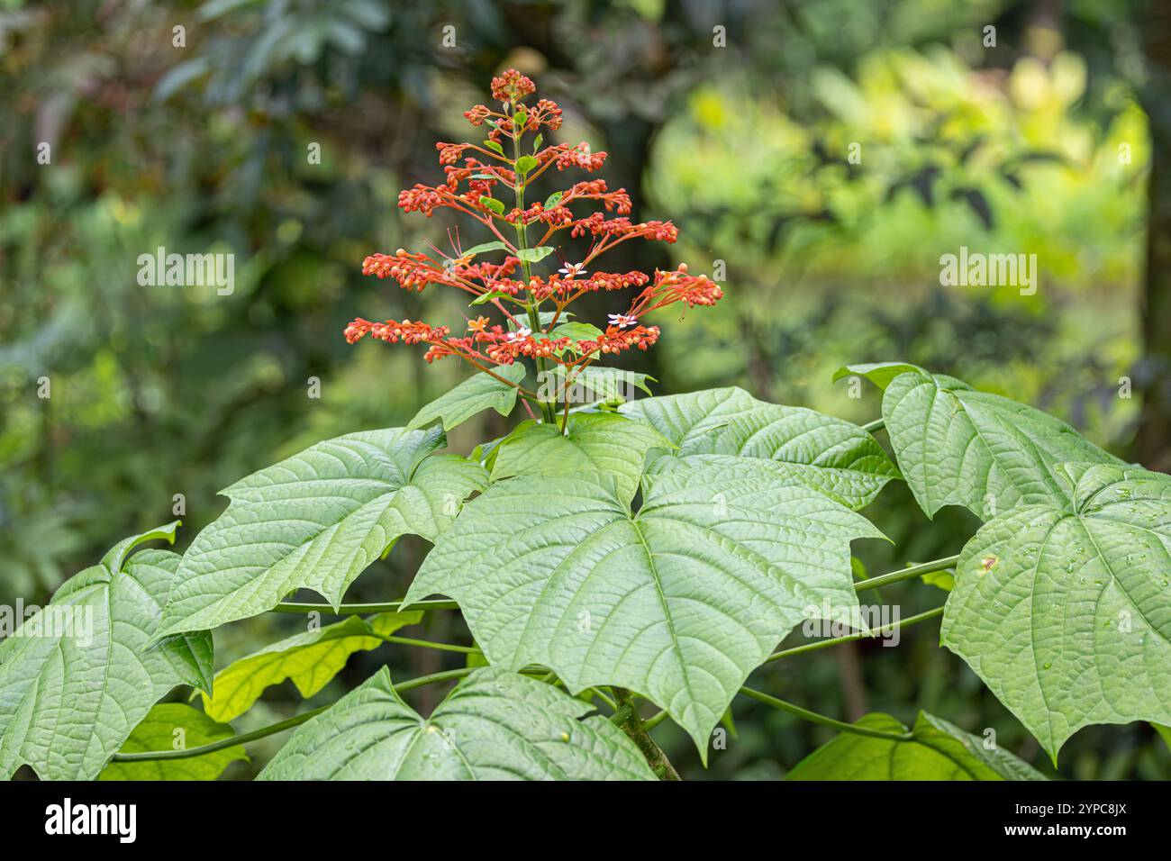 Pagode fleurie (Clerodendrum paniculatum) à Gerdens by the Bay, Simgapore Banque D'Images