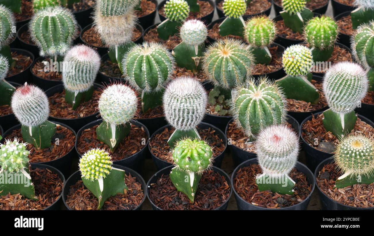 Différents types de mini cactus avec des motifs rayés et à taches ornent. Les couleurs dominantes de vert, blanc et rose, plantées dans des pots noirs. Banque D'Images