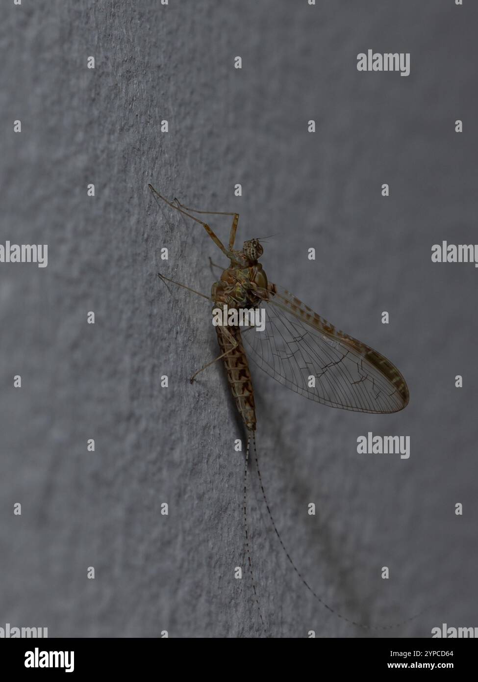 Plan macro détaillé d'un insecte reposant sur un mur gris, mettant en valeur ses ailes délicates et la structure de son corps dans un cadre naturel Banque D'Images
