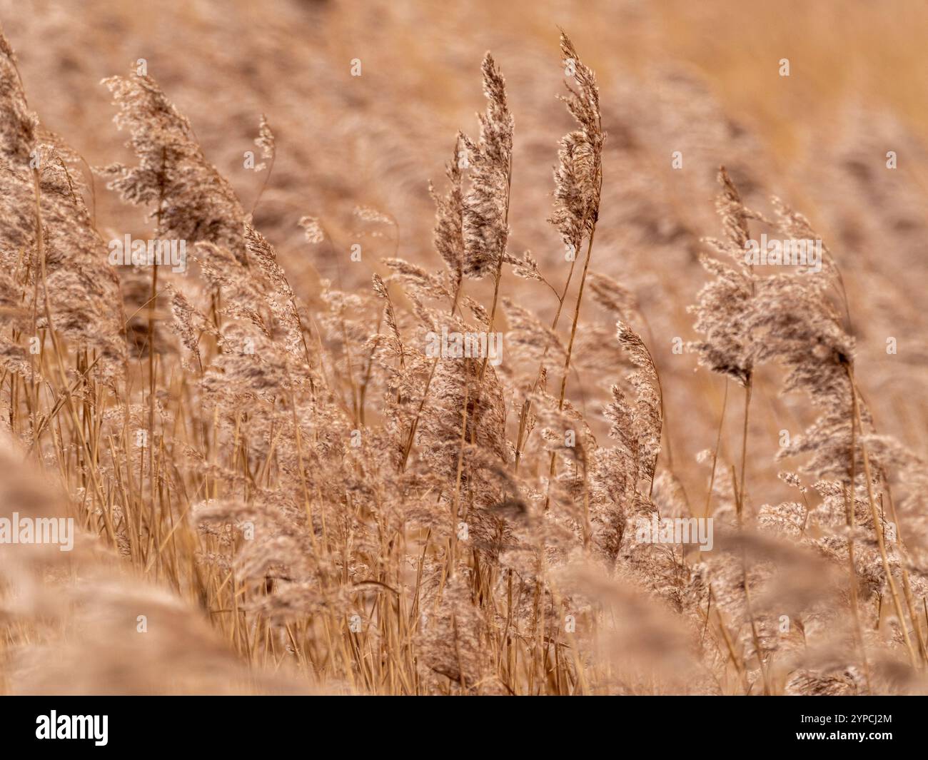 Têtes de graines se balançant au-dessus des roseaux à Blacktoft Sands Wetland. East Riding of Yorkshire, Royaume-Uni Banque D'Images