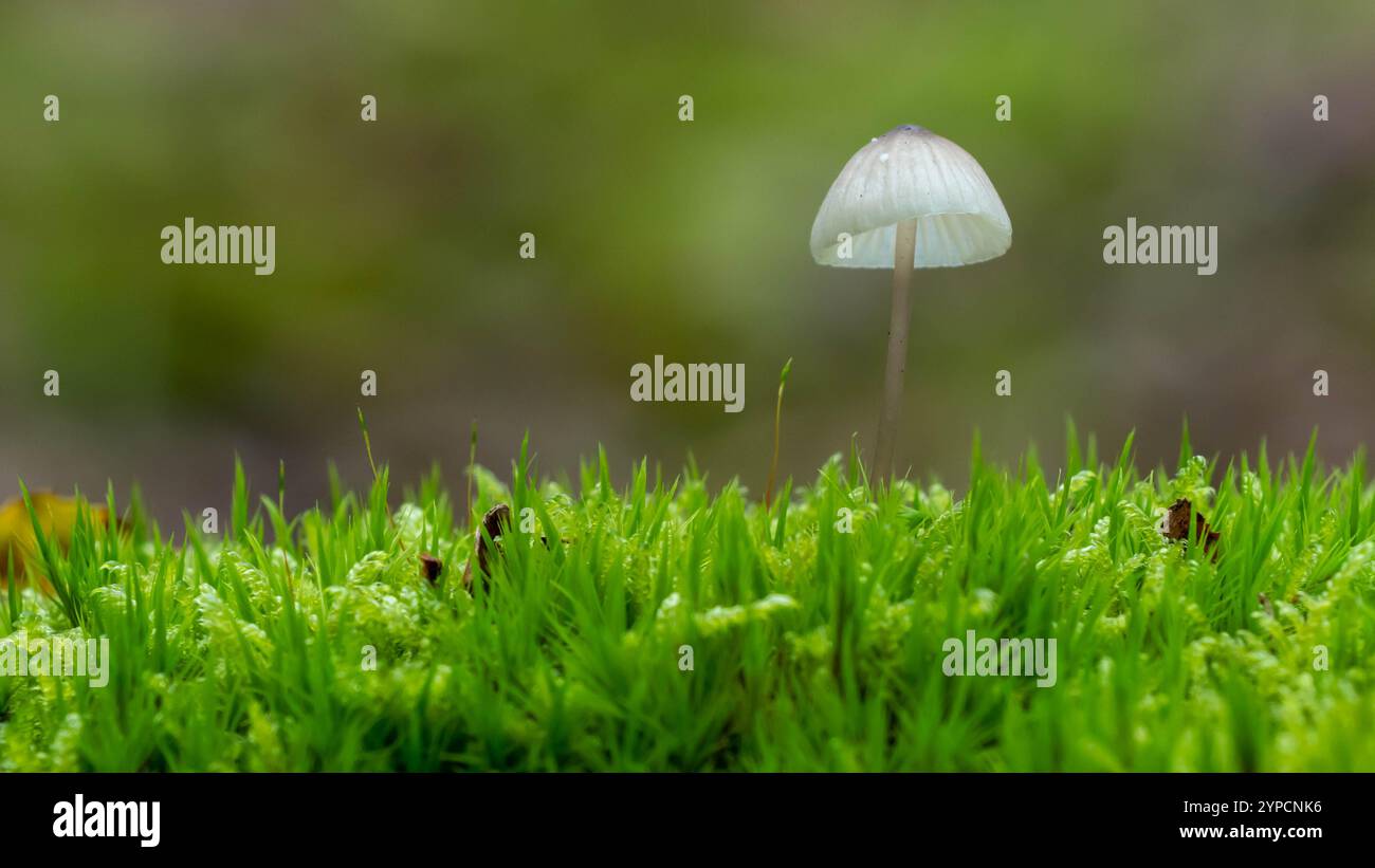 petit champignon poussant sur une parcelle de mousse dans la forêt Banque D'Images