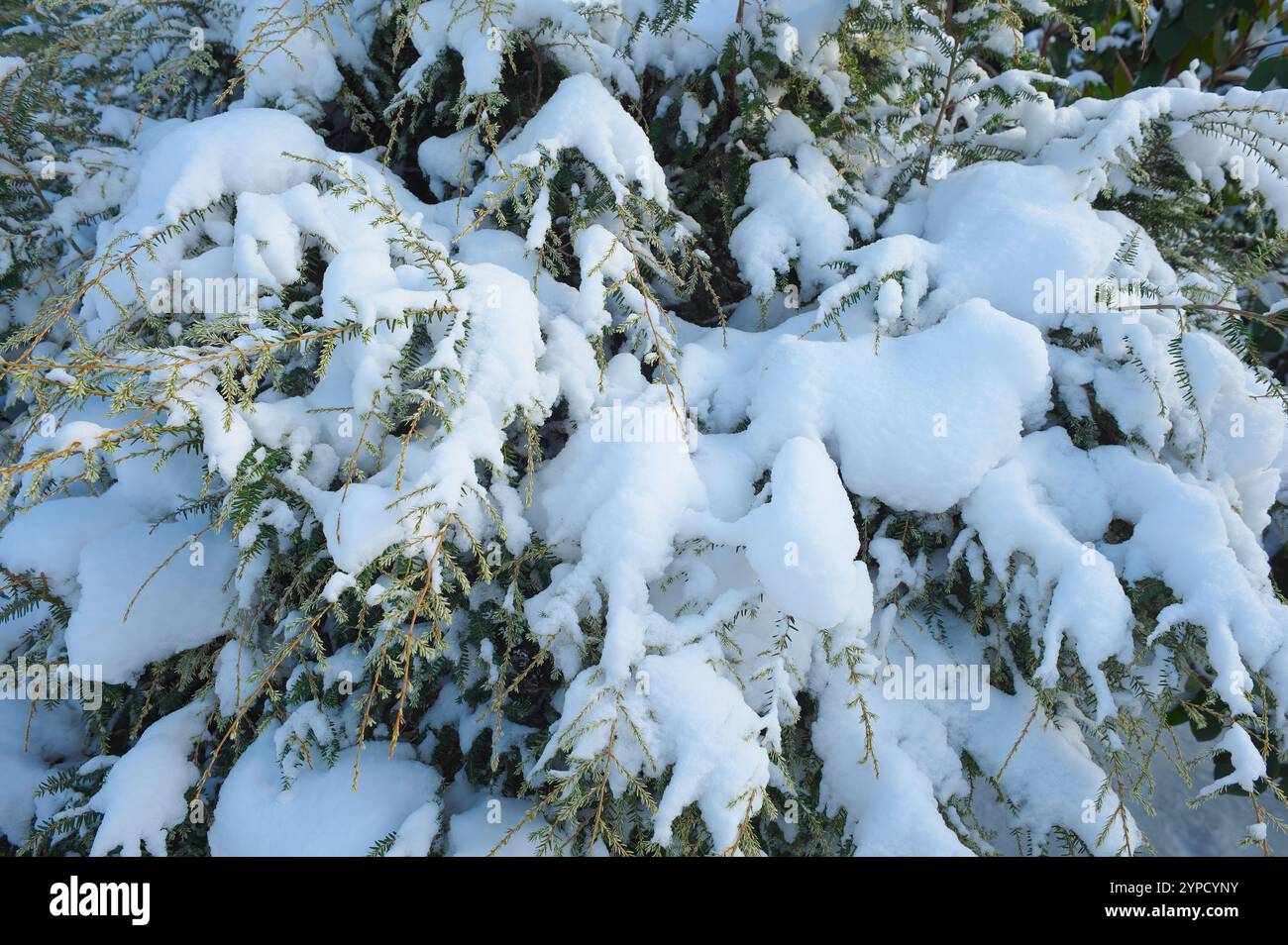 Pruche occidentale (Tsuga heterophylla) - branches d'arbres couvertes de neige hivernale. Banque D'Images