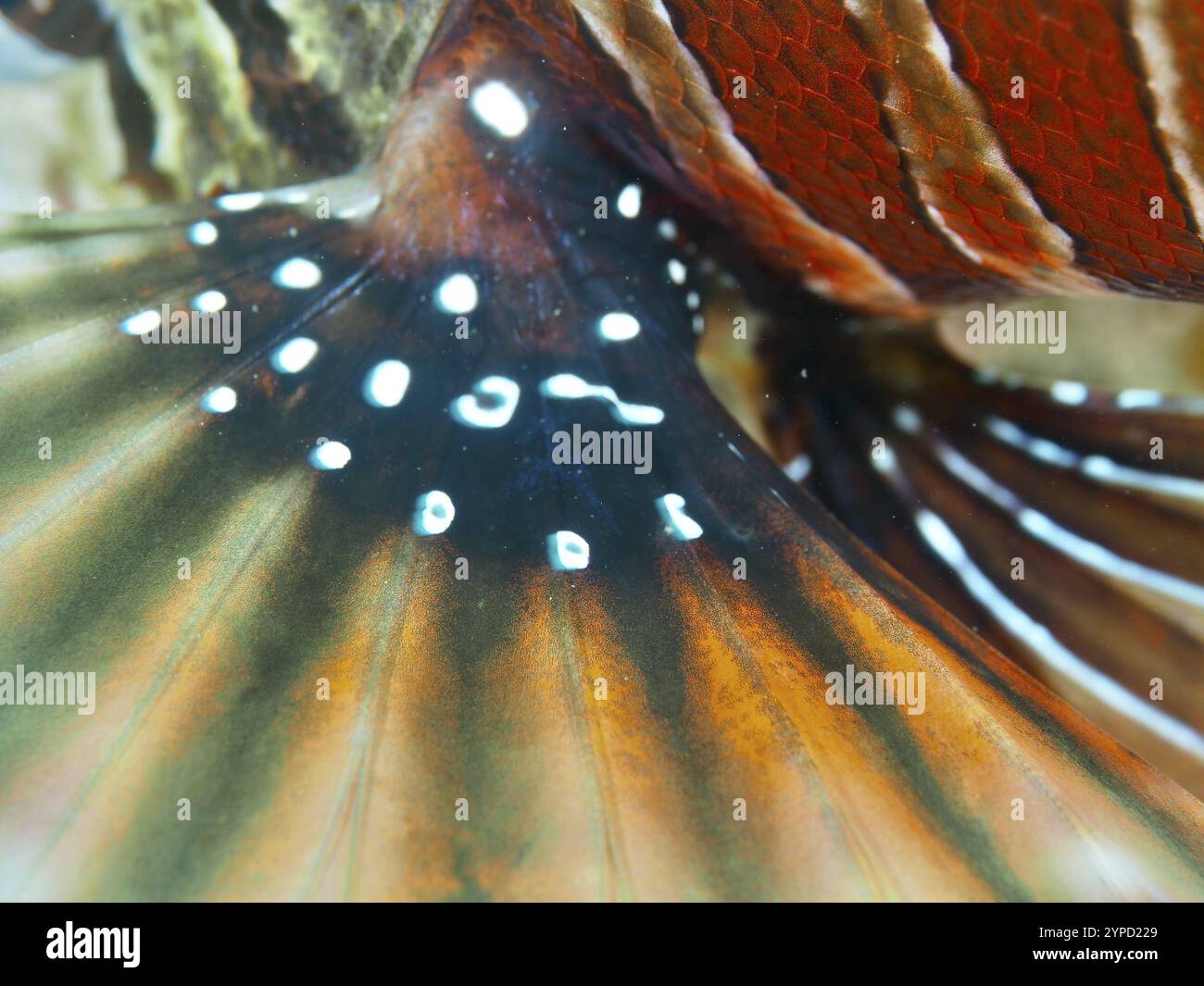 Gros plan vif de la nageoire colorée d'un poisson-lion zèbre (Dendrochirus zebra), site de plongée Twin Reef, Penyapangan, Bali, Indonésie, Asie Banque D'Images