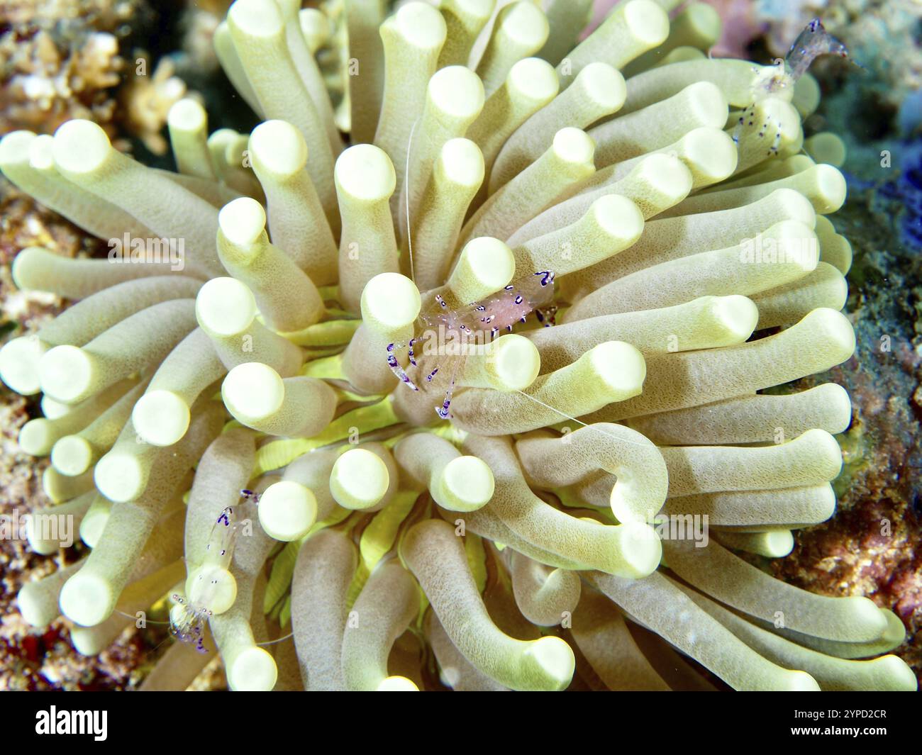 Un corail champignon anémone vert pâle (Heliofungia actiniformis) sur le fond marin dans un environnement sous-marin, site de plongée rencontres rapprochées, Permuteran, Bal Banque D'Images