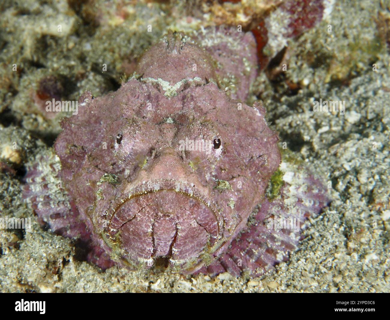 Portrait d'un poisson-scorie rose à bosse (Scorpaenopsis diabolus) sur le fond sablonneux, site de plongée Pidada, Penyapangan, Bali, Indonésie, Asie Banque D'Images