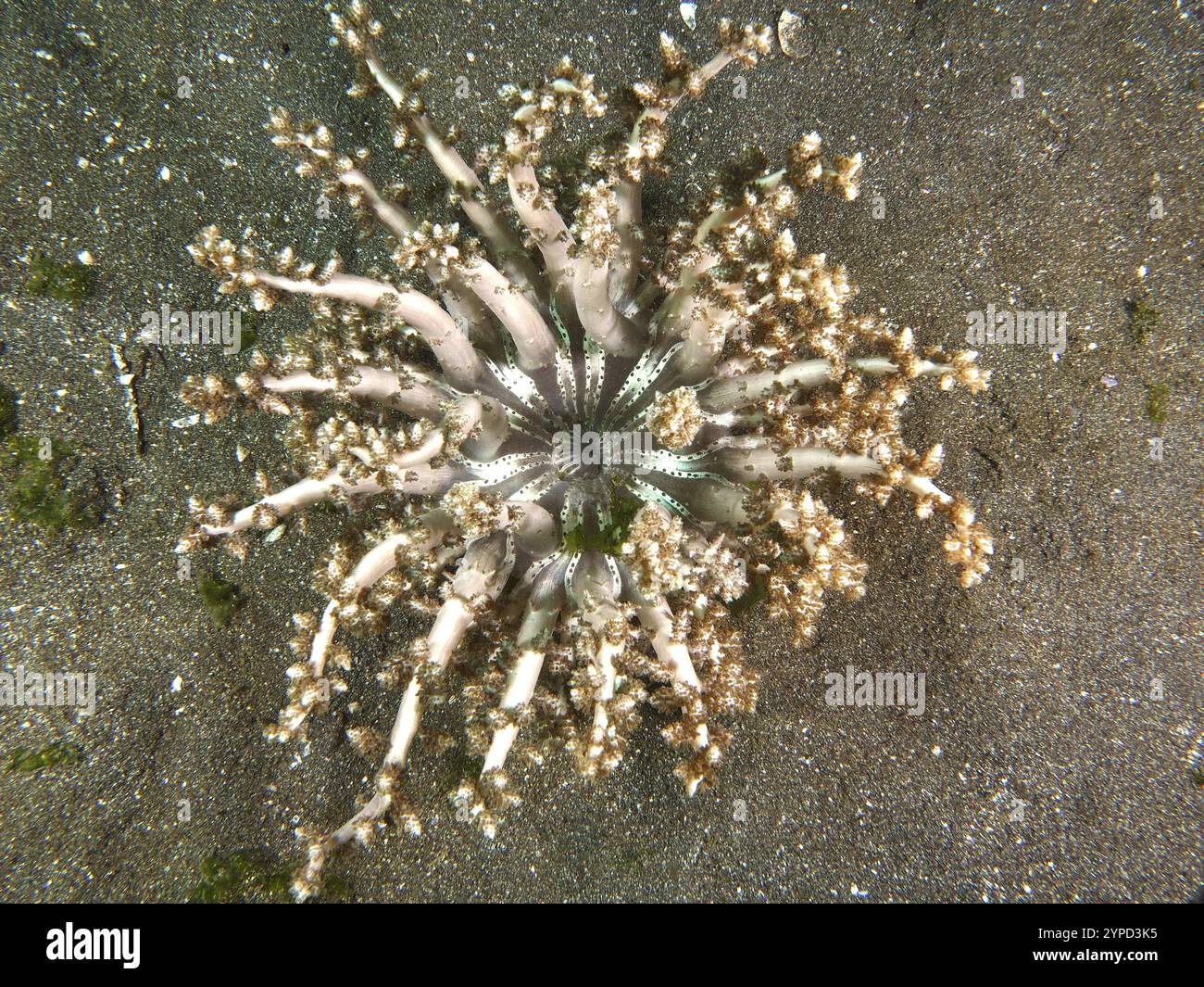 Vue de dessus de l'anémone d'arbre de couleur beige, feu d'enfer (Actinodendron arboreum), anémone de mer, sur les fonds marins, site de plongée secret Bay, Gilimanuk, Bali, Indones Banque D'Images