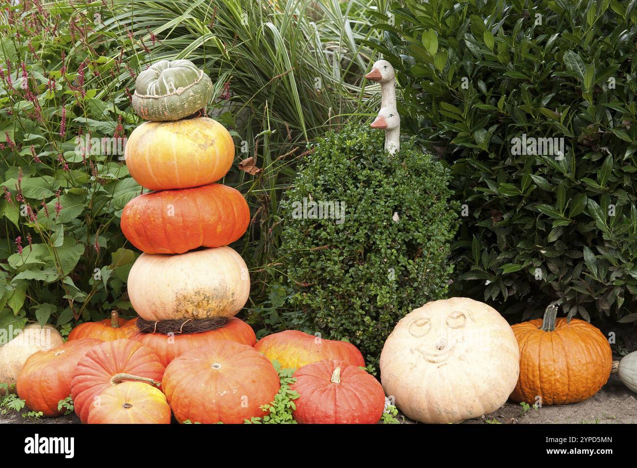 Un tas de différentes citrouilles à côté de buissons et de feuillage moulé, borken, muensterland, allemagne Banque D'Images